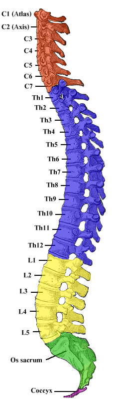 Columna vertebral