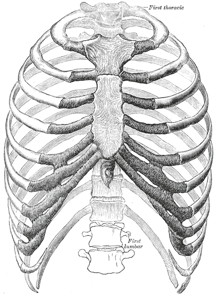 Tórax, abdomen y pelvis